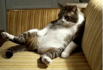 gato|332x227